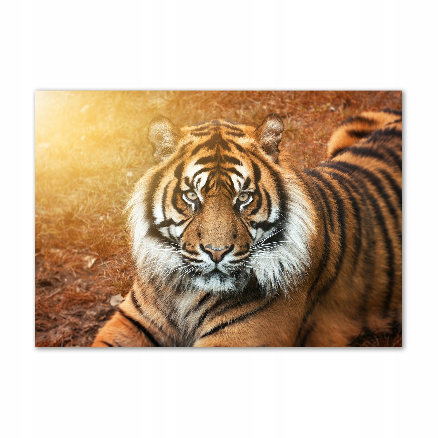 

Foto-obraz szklany Tygrys bengalski 100x70