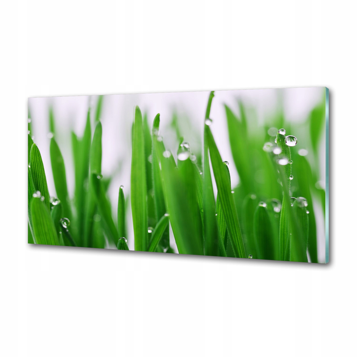 Panel dekor sklo Steblá trávy 100x50 cm Lepidlo