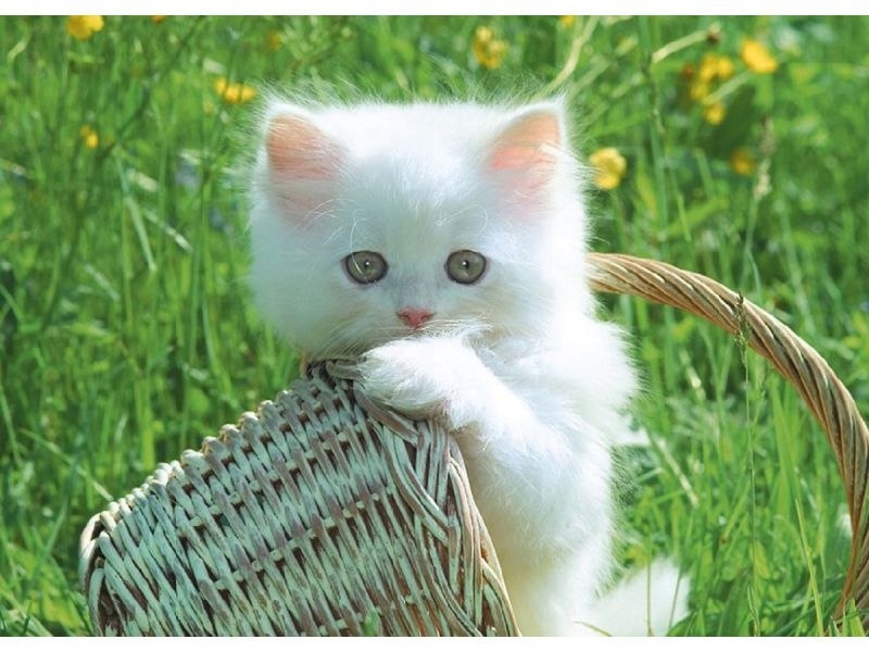 

Haft Diamentowy, Obraz, Mozaika Diamentowa Diamond