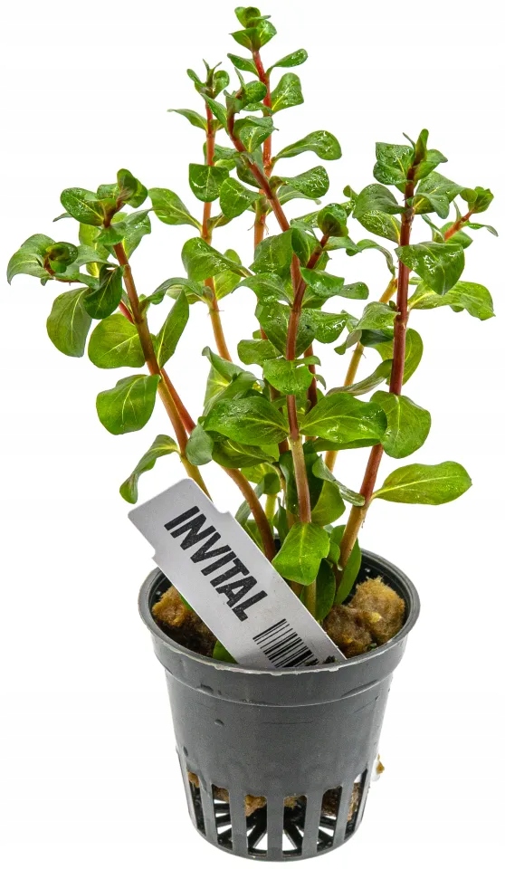 INVITAL Rotala sp. 