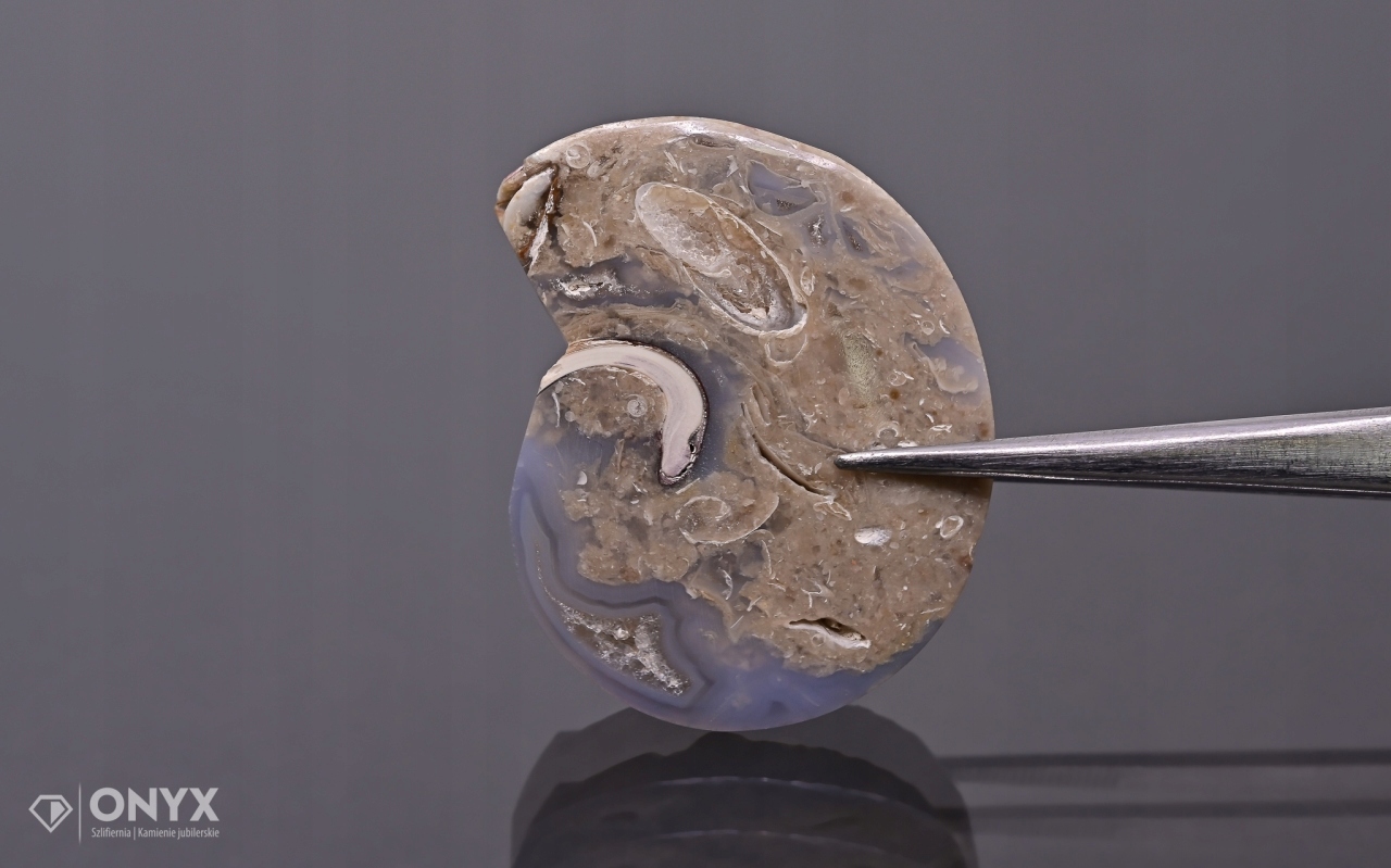 Hlemýžď zkamenělý nepravidelný 33x26 mm