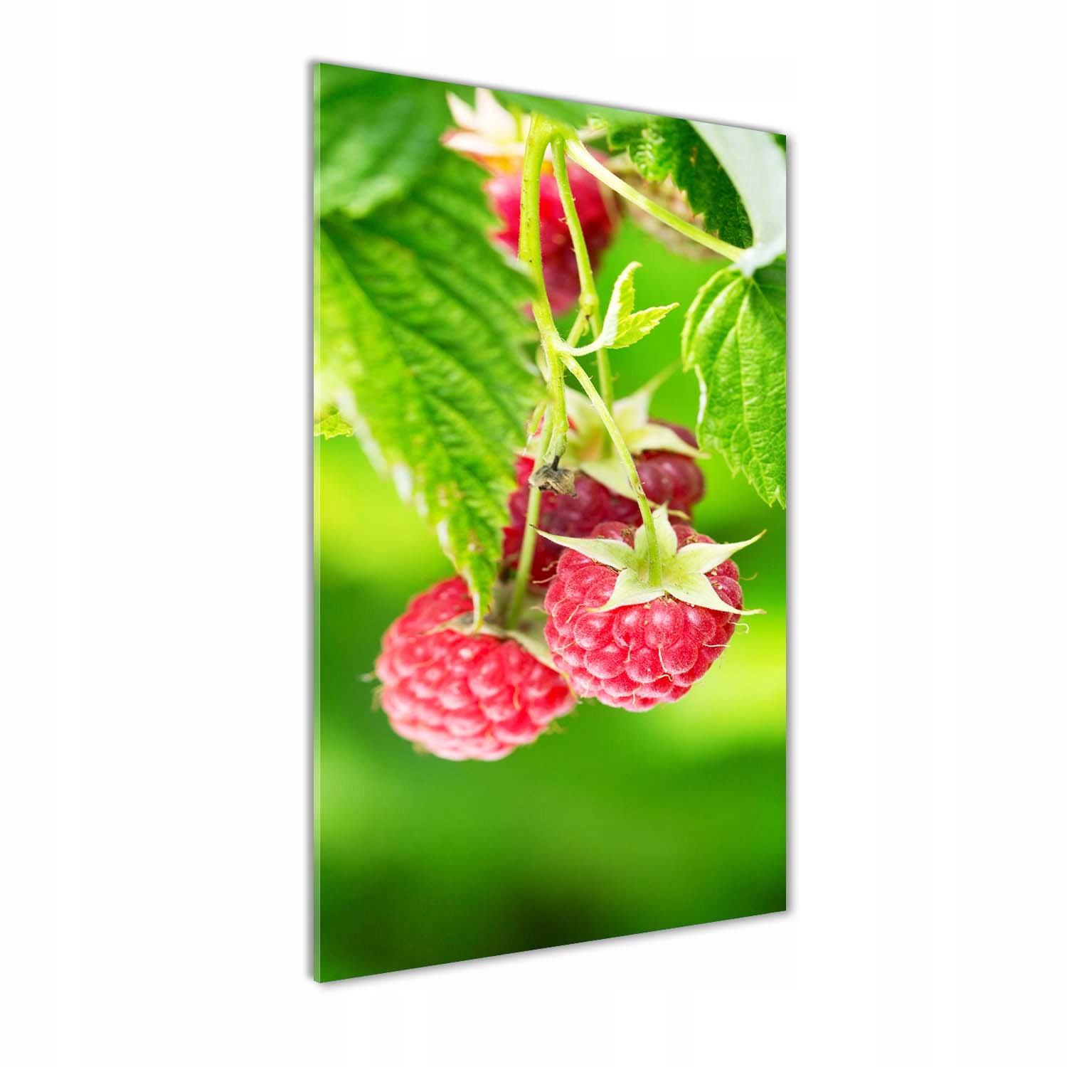

Foto obraz szkło akrylowe Maliny na krzaku 60x120