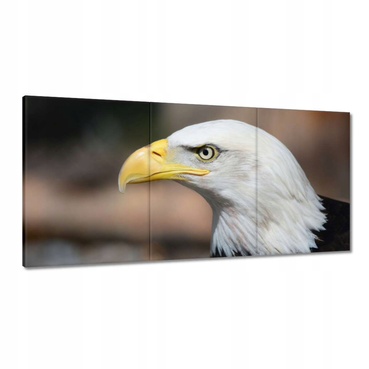 Obrazy 180x90 Hlava orla