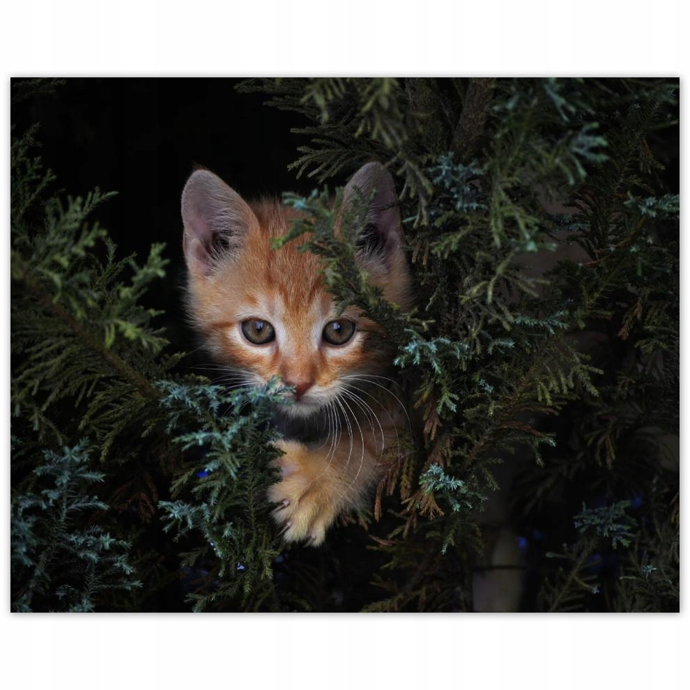 

Plakat 50x40 Kociak