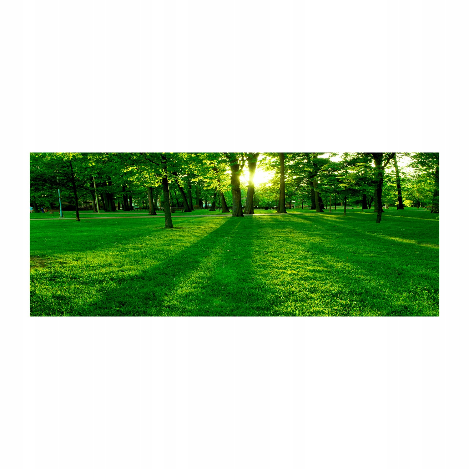 

Foto obraz akryl zdjęcie Trawa w parku 125x50 cm