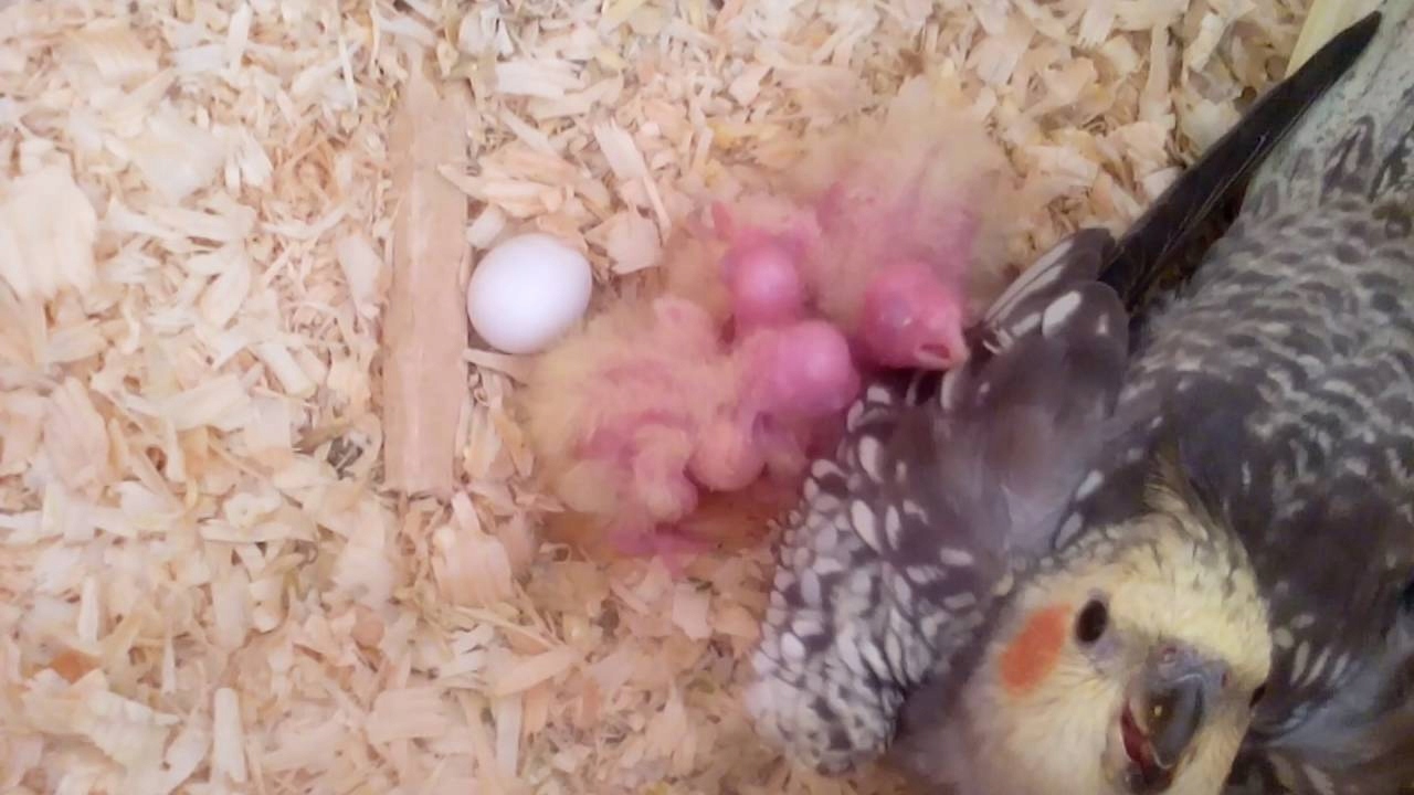 budka lęgowa dla nimfy średnich papug + GRATIS Kod producenta 12