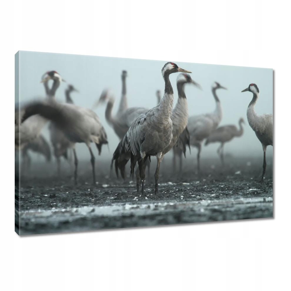 

Obrazy 120x80 Żurawie we mgle mgła