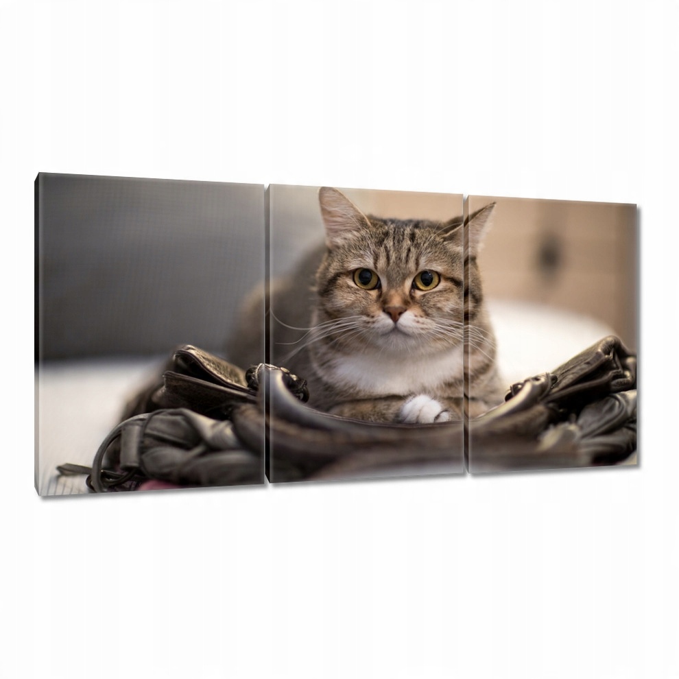 

Obrazy 120x60 Kot Kotek Koty Kicia