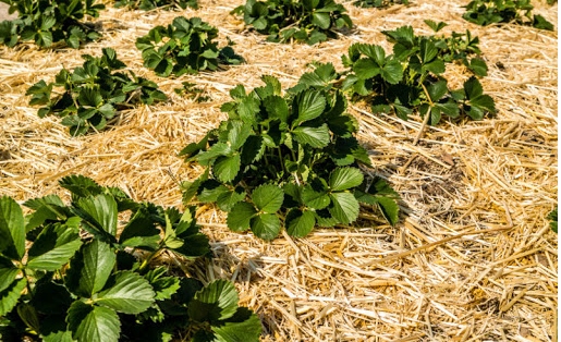 EKOLOGICZNA SŁOMA SCIÓŁKA POD TRUSKAWKI KOSTKA 65x45x55 cm Marka inna