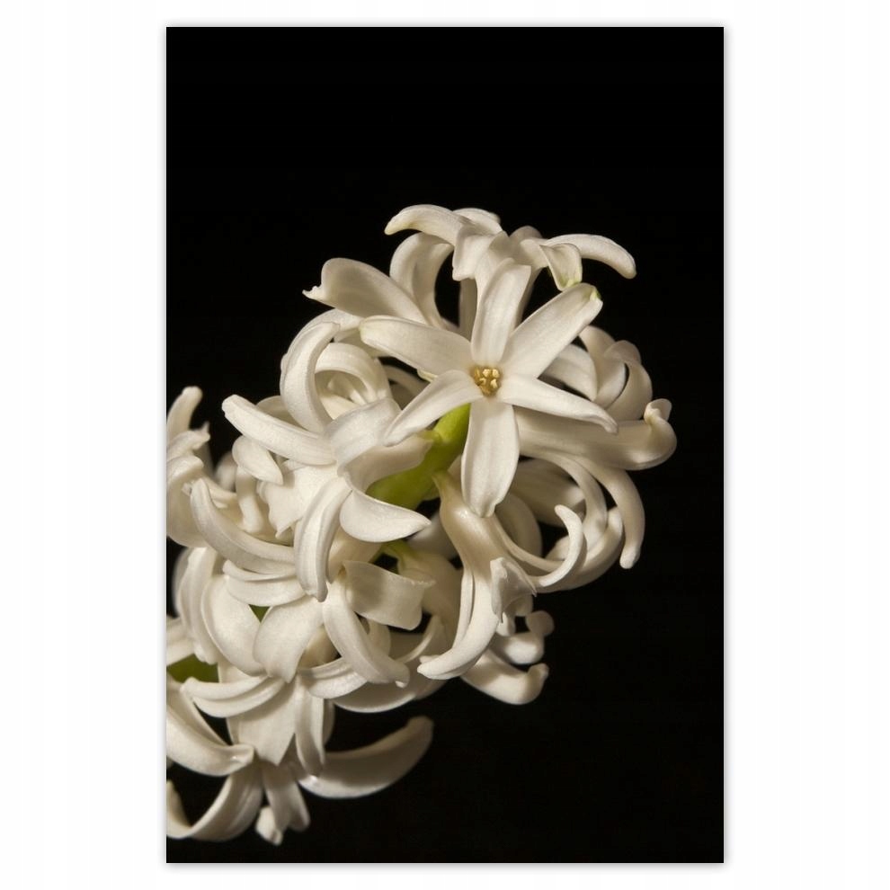 

Plakat 62x93 Biały kwiat