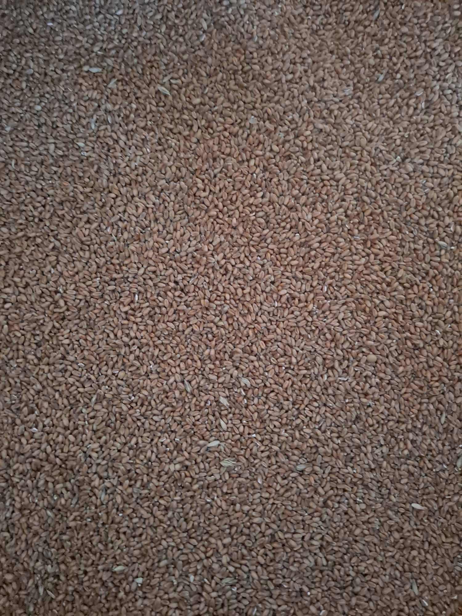 Pszenica 10 kg, karma dla ptaków Marka bez marki