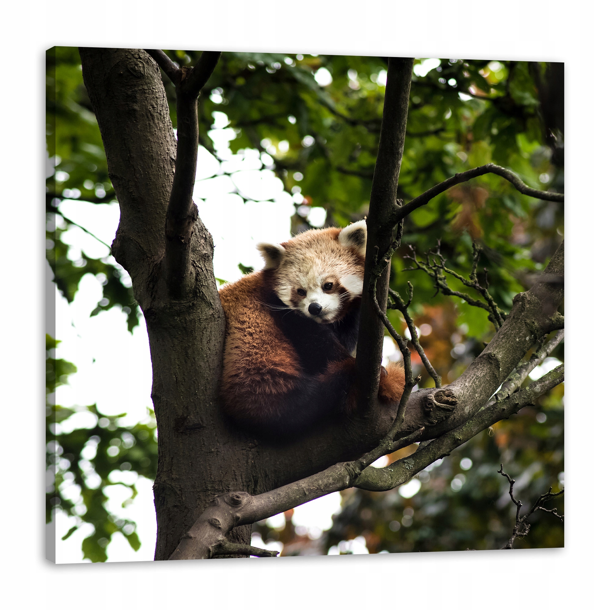 Obraz na plátně Zvířata Panda červená 80x80 cm