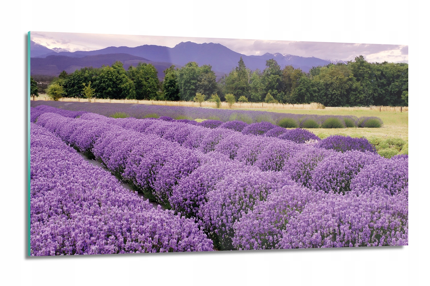 sklenená doska Levanduľové pole s grafikou 120x60 s fotografiou