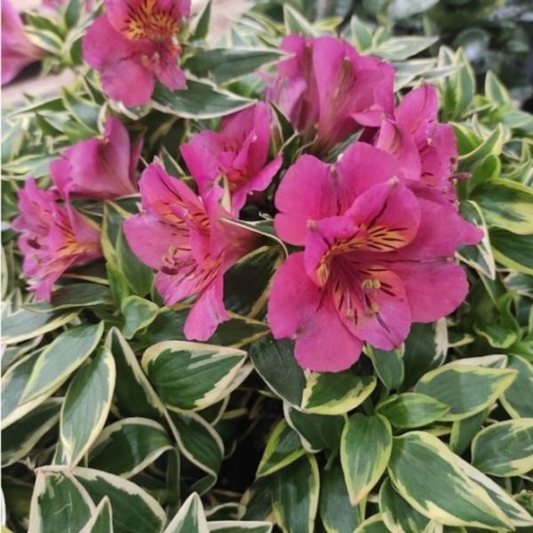 Alstroemeria RIVER VALLEY 'Tessumriver' SADZONKA 3L