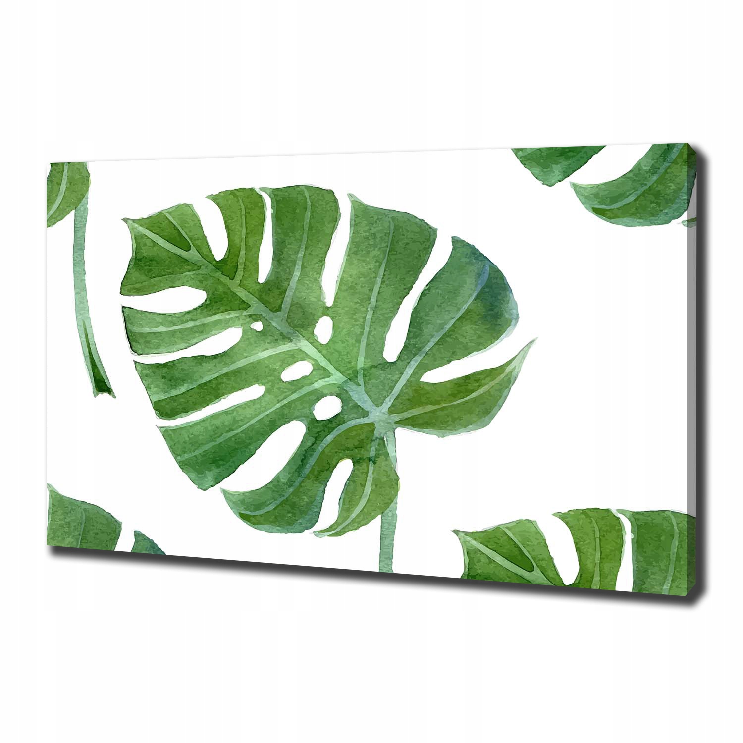 

Foto obraz canvas na ścianę Monstera 100x70 cm