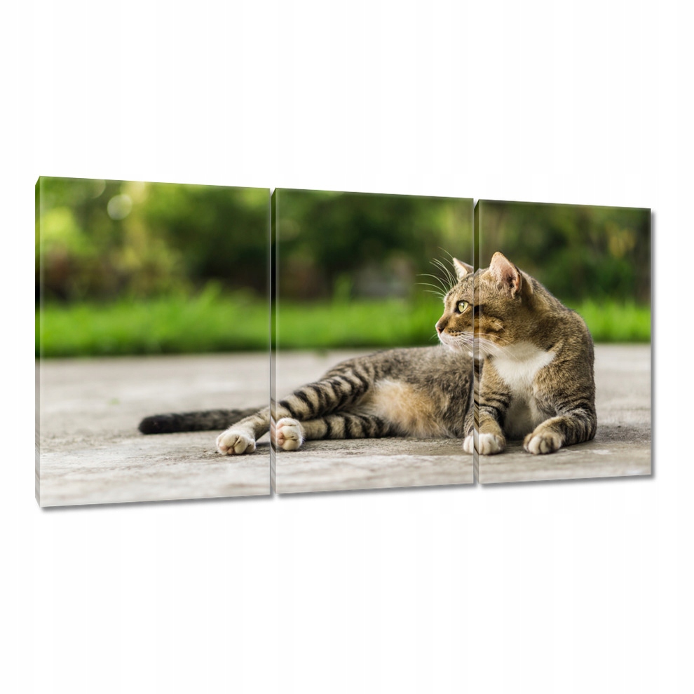 

Obrazy 120x60 Kot Kotek Kotki Koty