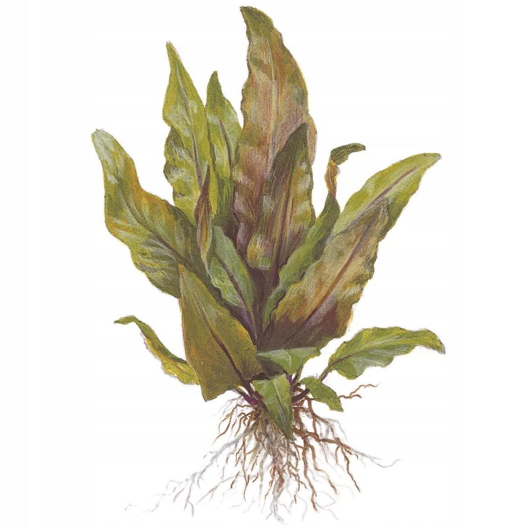 Cryptocoryne undulata 'Broad Leaf'- koszyk