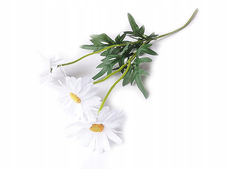 

Piękna Gałązka Margerytki