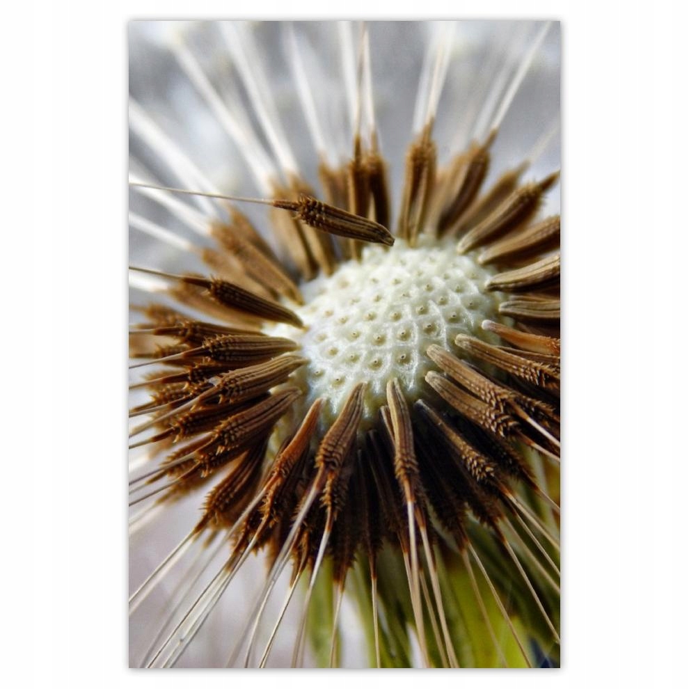 

Plakat 62x93 Dmuchawiec Kwiat Kwiatki