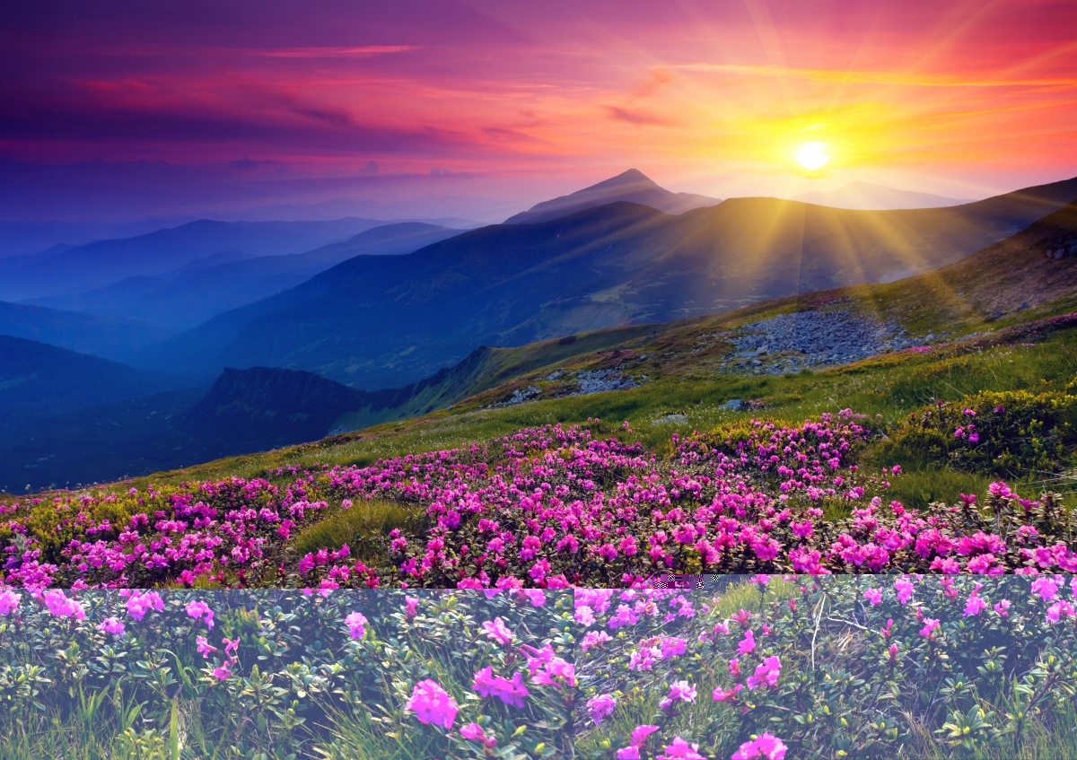 

Tapeta flizelinowa Rododendron Kwiaty - 208x146