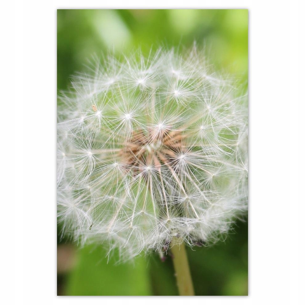 

Plakat 62x93 Dmuchawiec Kwiat Kwiatki