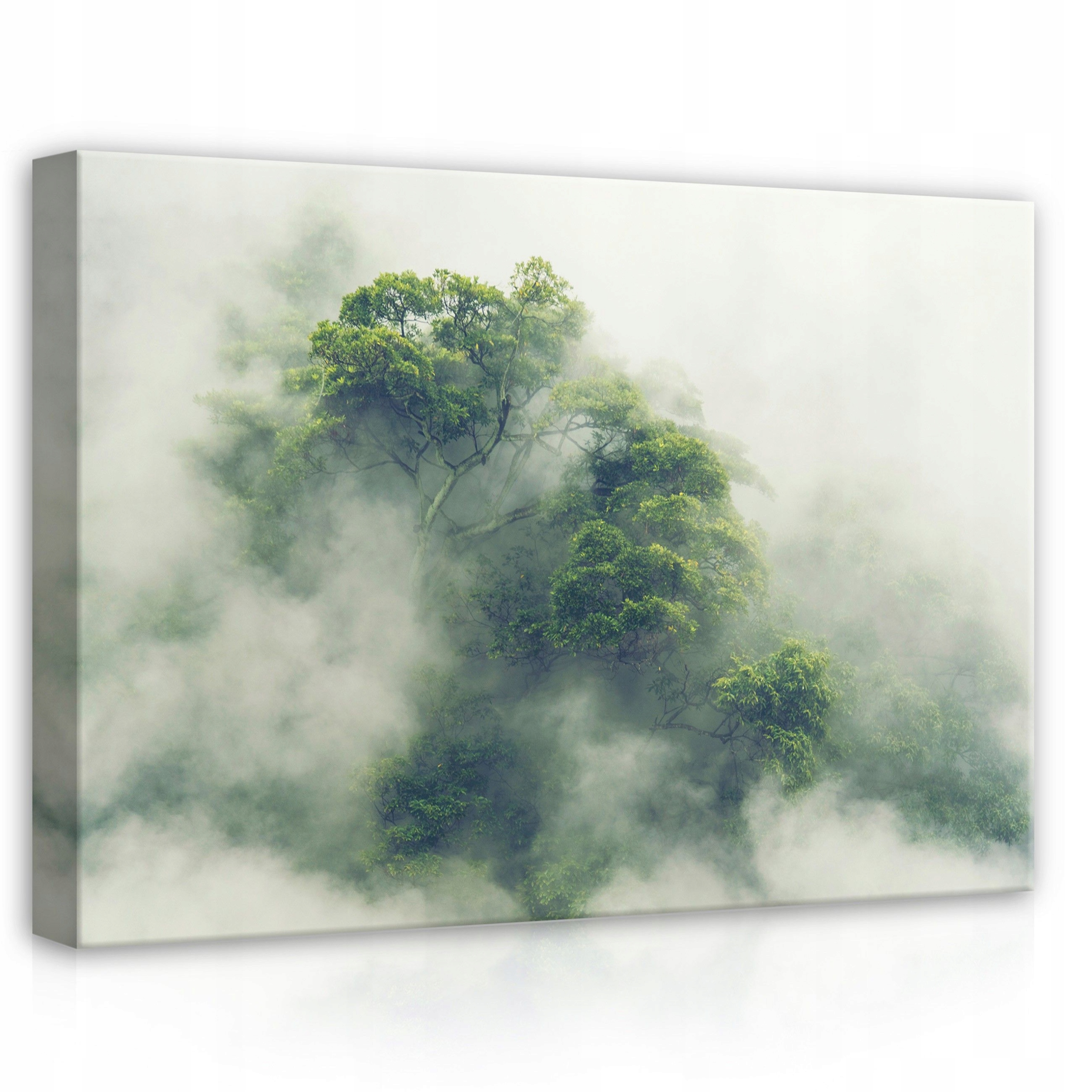 Obraz 70x50 Les v mlze mystický les mlhavé ráno zeleň příroda klid