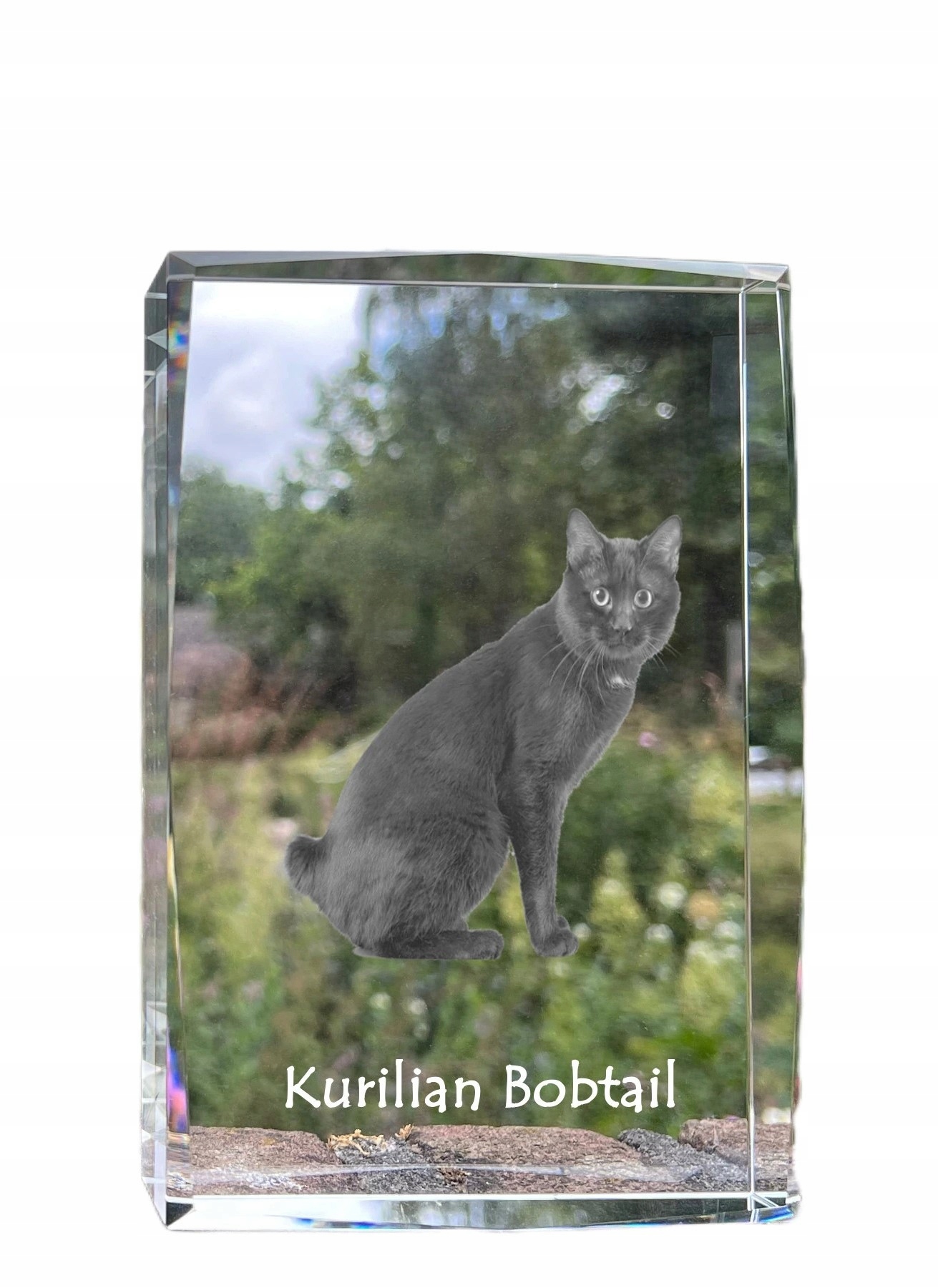 Mačka Kurylski bobtail foto v kryštáli, suvenír, trofej, poďakovanie