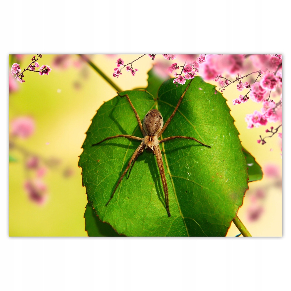 

Plakaty 93x62 Zwierzęta Zwierzątka