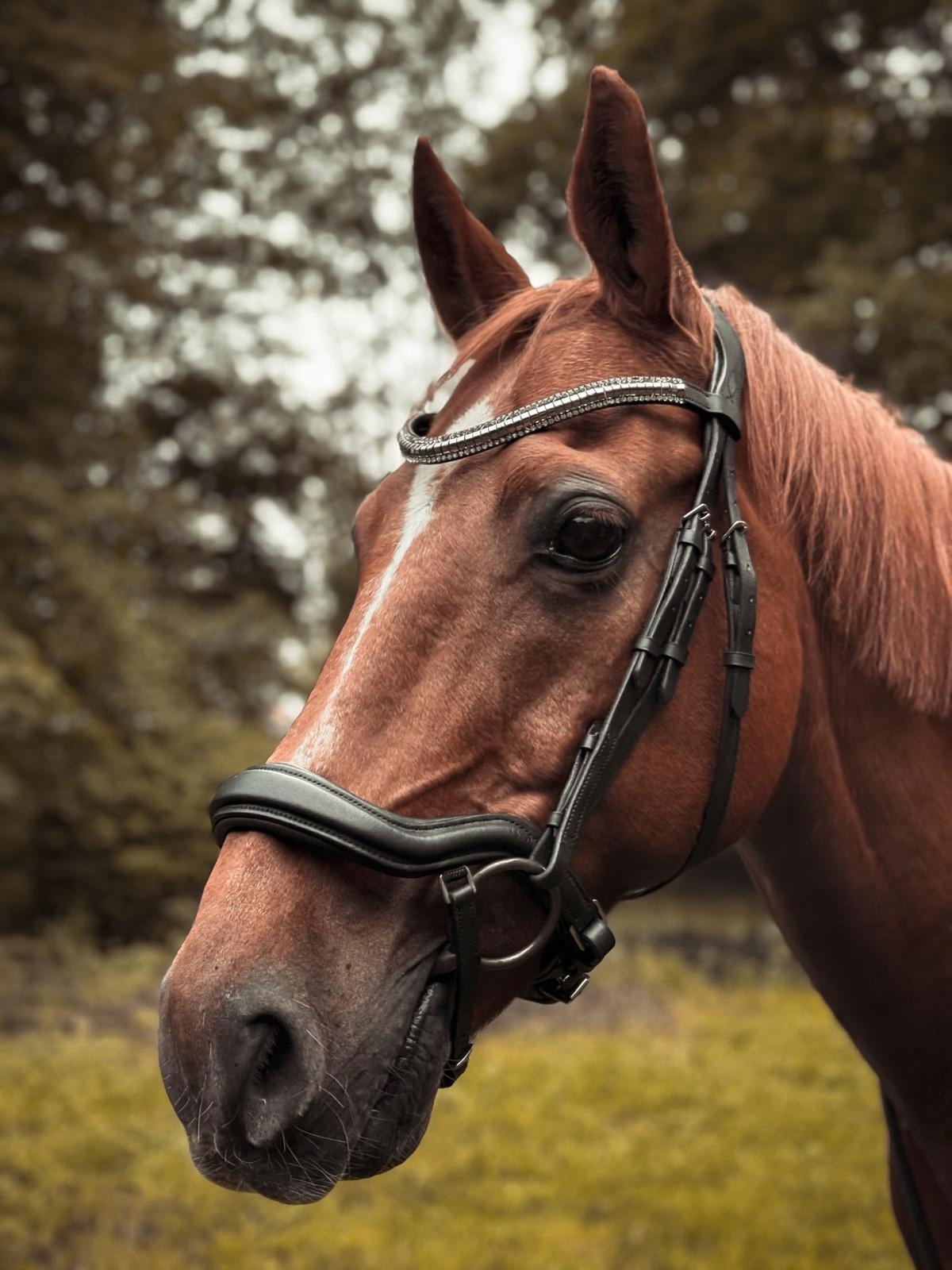 Start, Ogłowie anatomiczne Selene Cob czarny