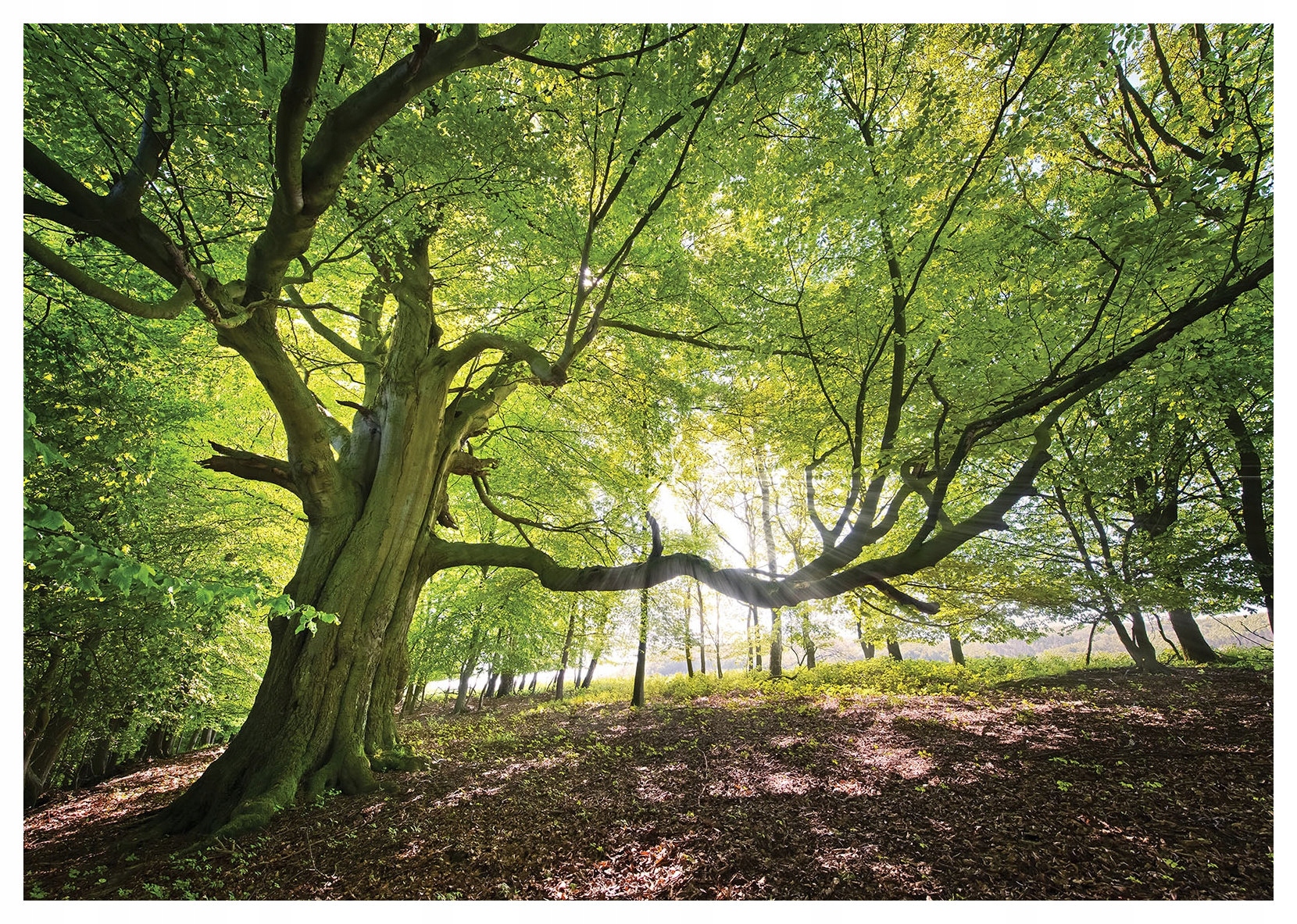 Fototapeta Starý sluneční lesní zelený mocný les 250x175 lepidlo