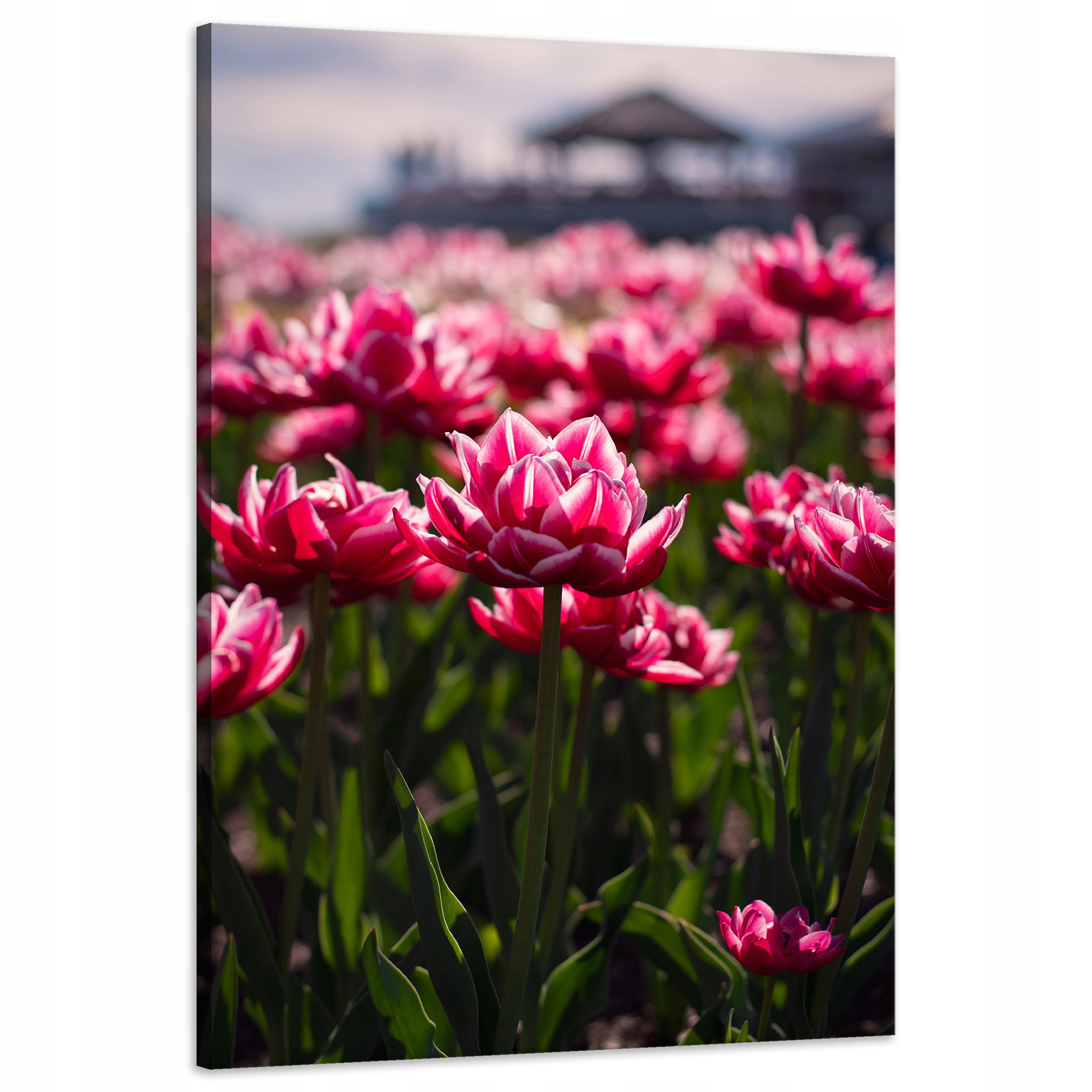 Obraz na plátně Botanika Pole tulipánů 60x90 cm