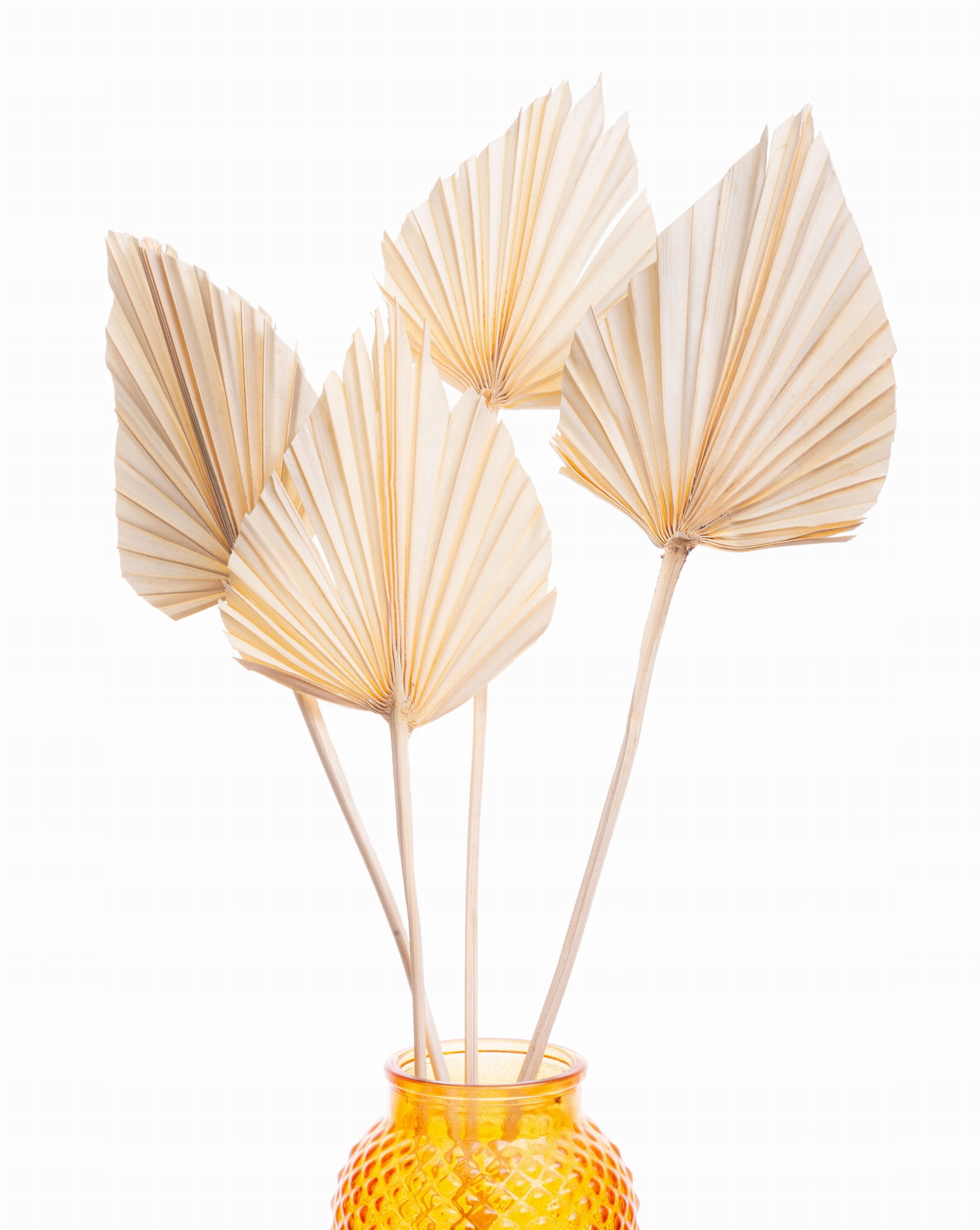 

Suszony liść palmowy bielony palm spear