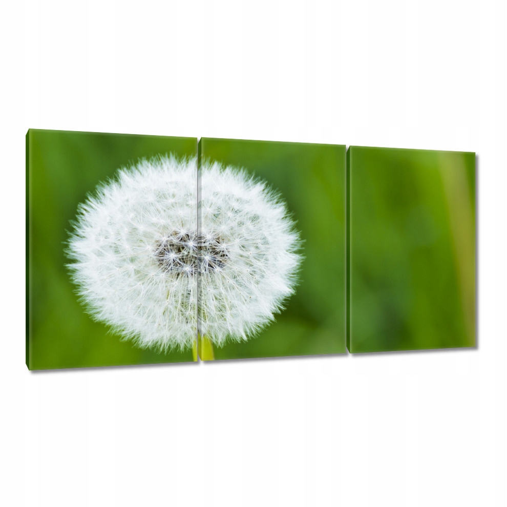 

Obrazy 120x60 Dmuchawiec Kwiat Kwiatki