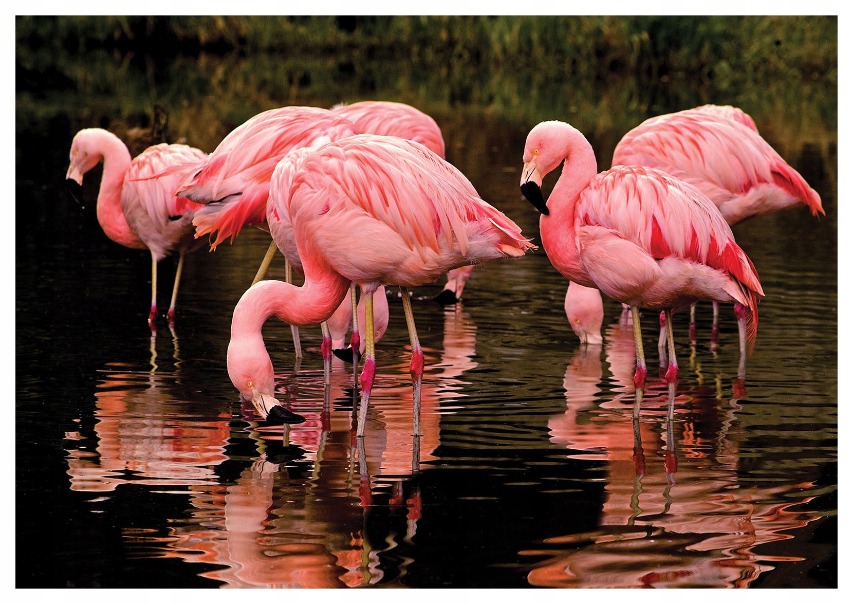 Fototapeta Plameňáci Elegance přírody při západu slunce 350x250 lepidlo