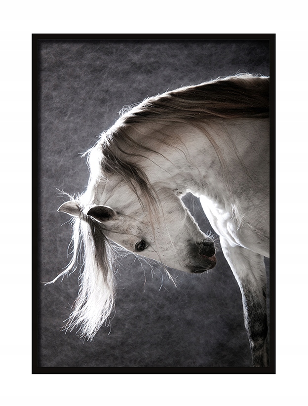 

Obraz, Plakat W Ramie 53x73 cm Koń P506