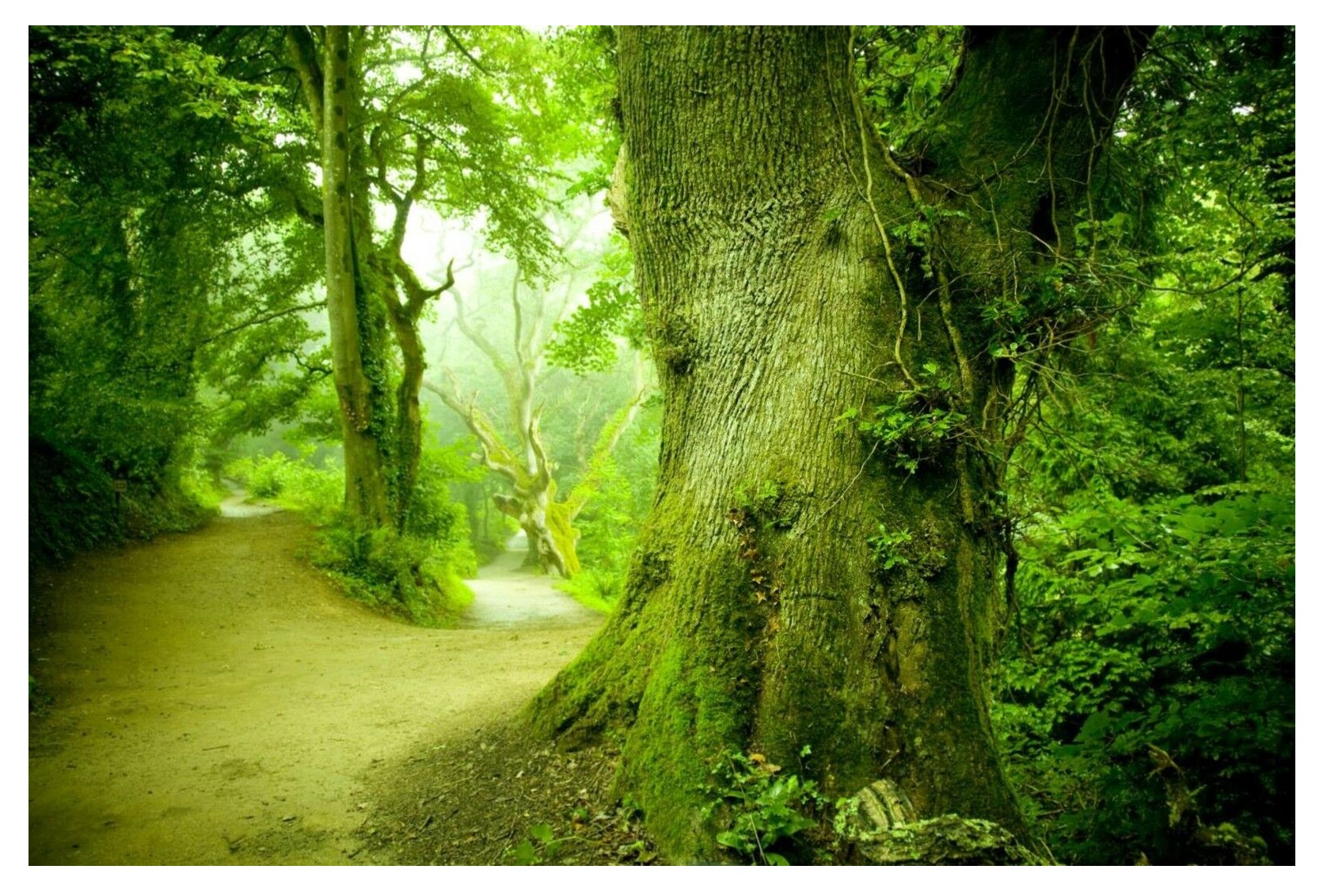 Fototapeta Les 3D Příroda Strom Krajina 416x254