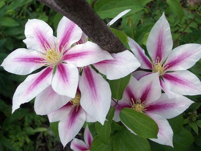 CLEMATIS JAN PAWEŁ II Z DONICY 987