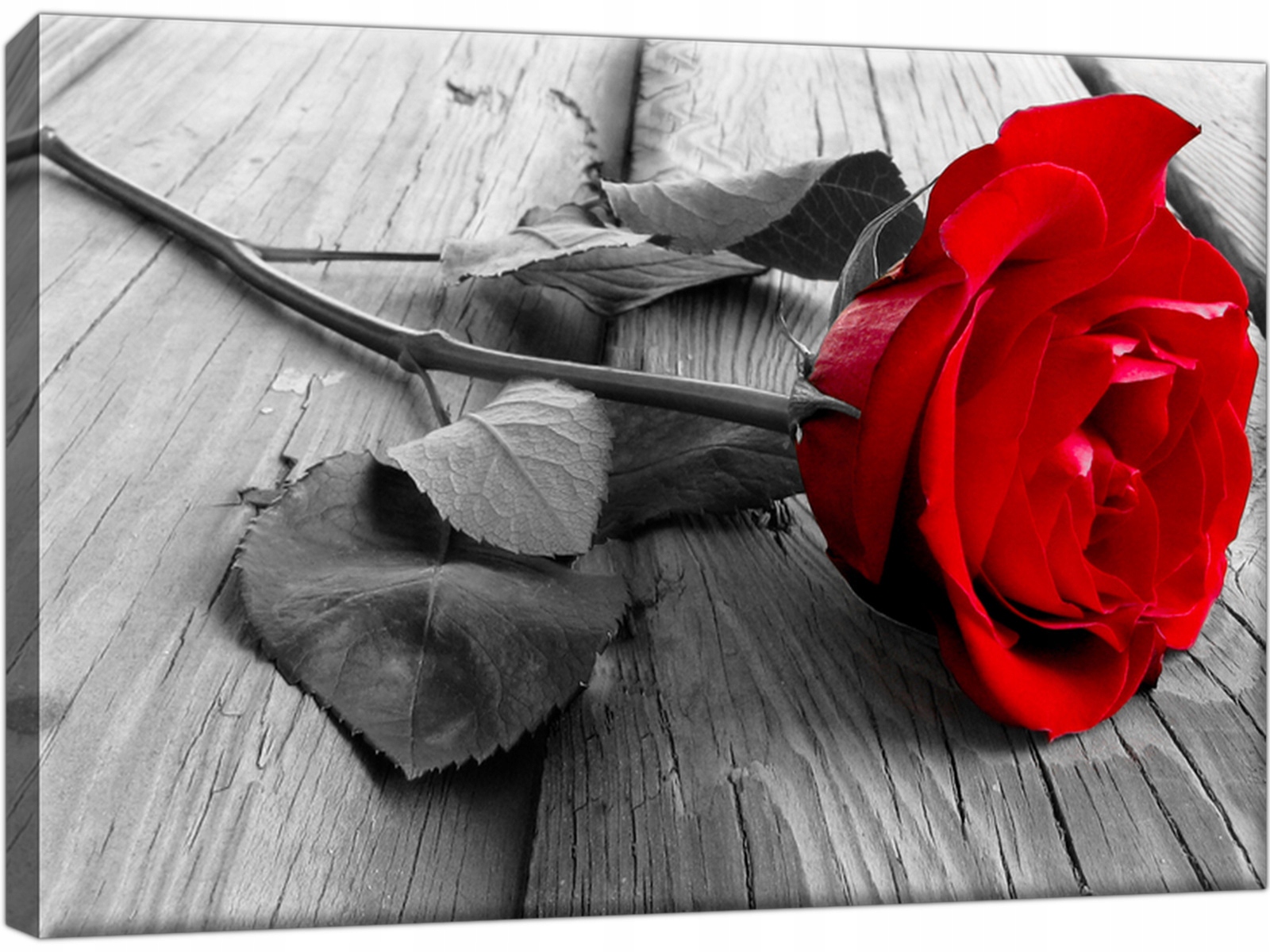 

Czerwona Róża Tryptyk obrazów 30x20 obrazy