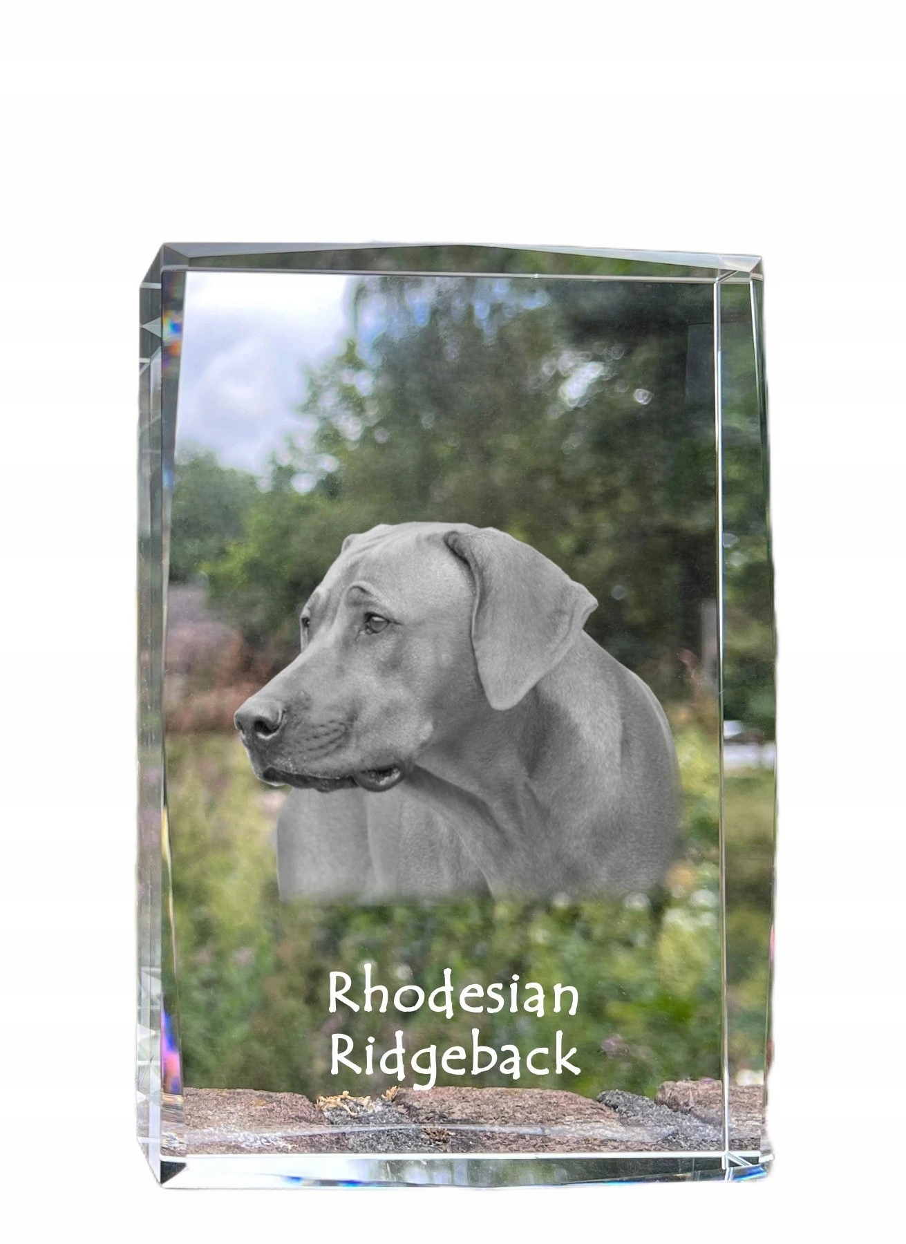 Rhodesian Ridgeback fotografia psa v kryštáli, pamiatka na trofej, poďakovanie