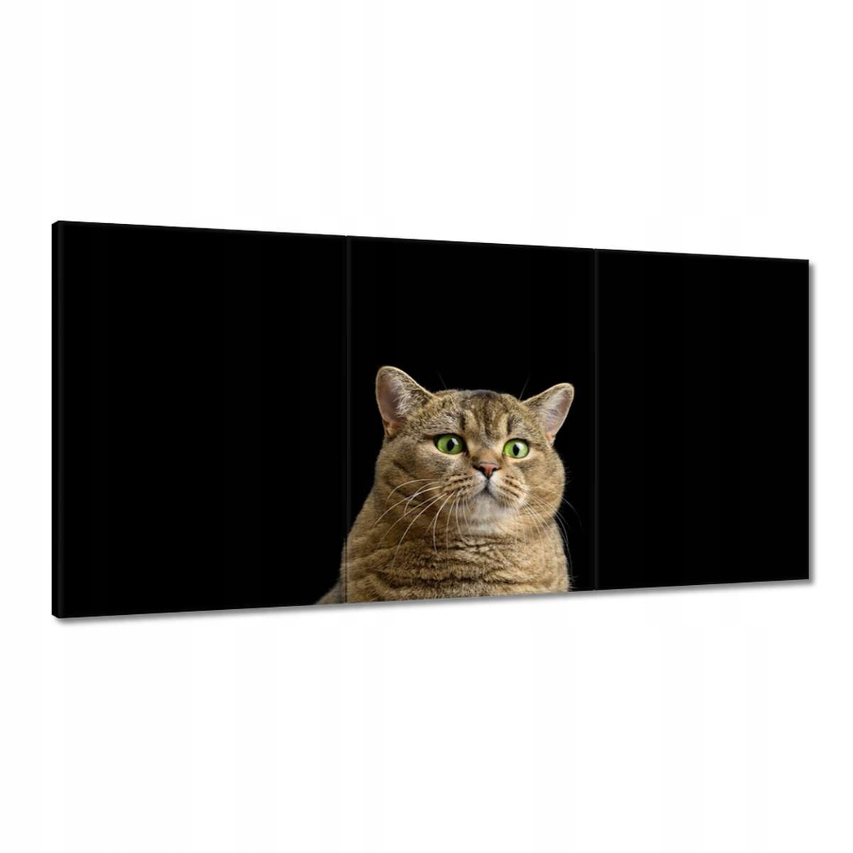 Obrazy 180x90 Škótsky mačiatko mačička