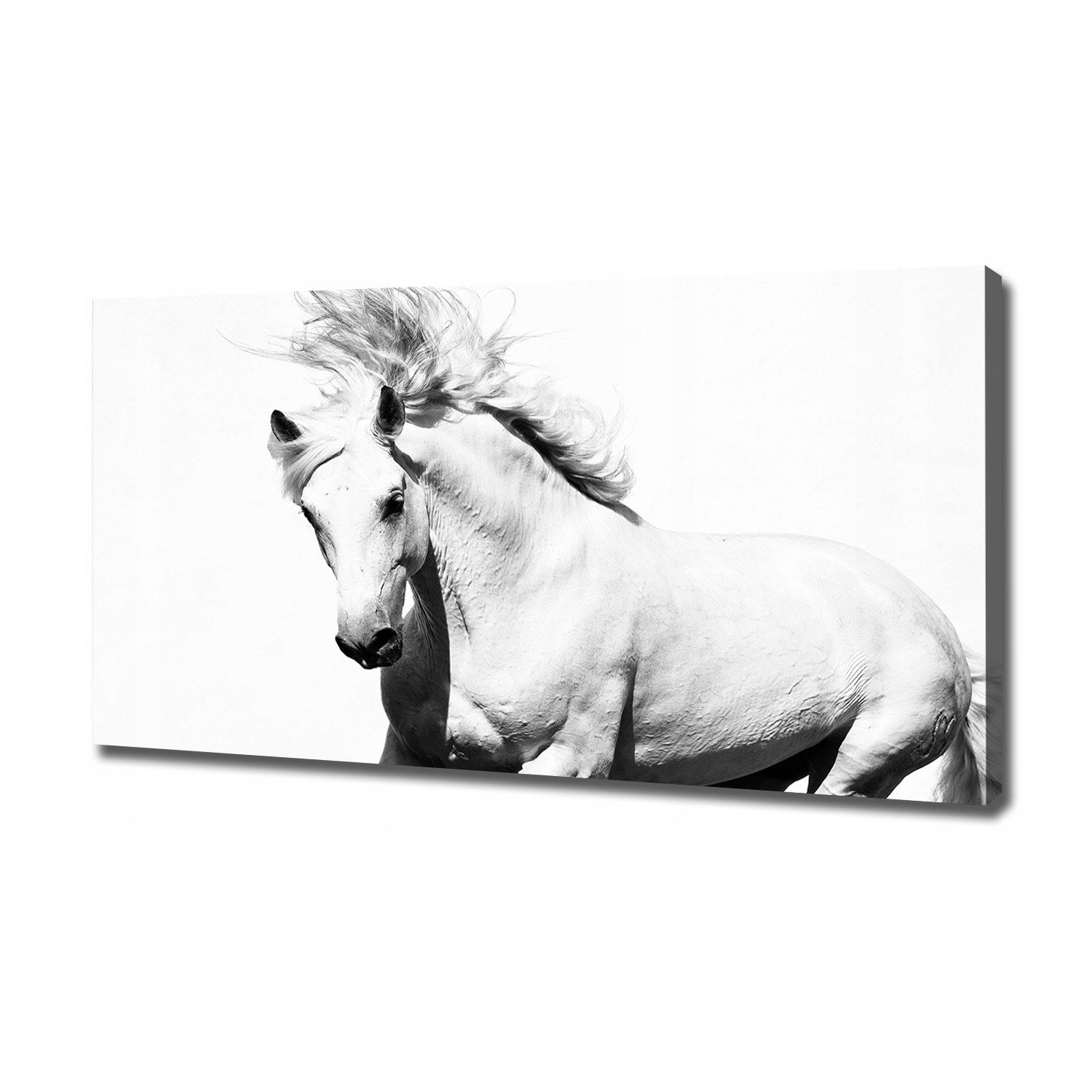 

Foto obraz canvas na ścianę Biały koń 120x60 cm