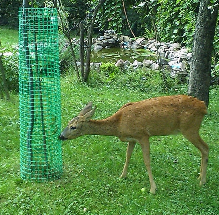 SIATKA OGRODZENIOWA RABATOWA| plastikowa|zielona| 0,4x1m Wysokość 0.4 m