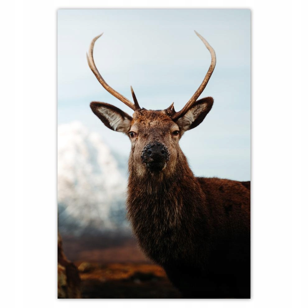 

Plakat 62x93 Jeleń Jelenie Rogacz