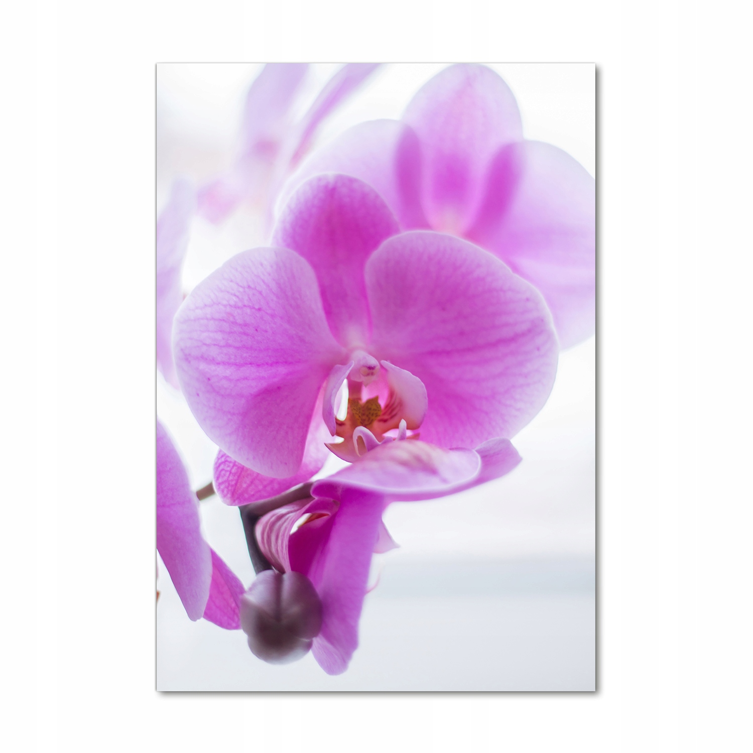 

Foto obraz na szkle pionowy Różowa orchidea 70x100