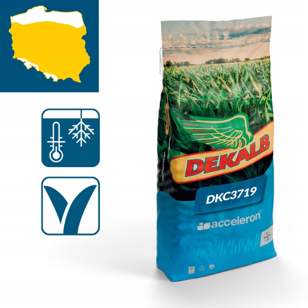 Dkc 3719 B360 Korit Dekalb Kukurydza C1 50tys 2026 15+1