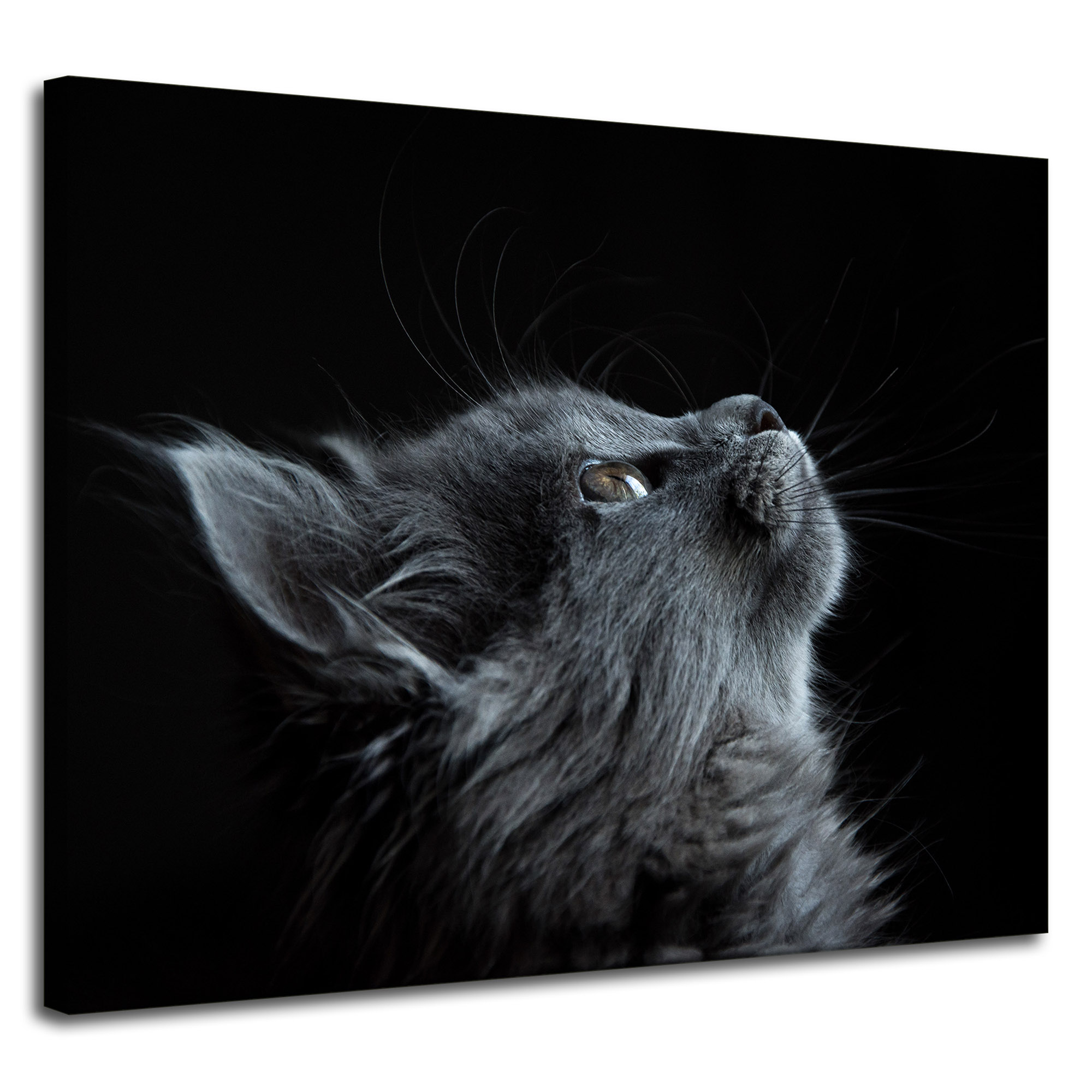 Obraz Canvas Zvířata Kočka Šedá na plátně 100x80