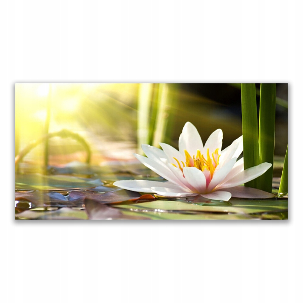

Fotoobraz akryl na ścianę 140x70 Kwiat Lilia Wodna
