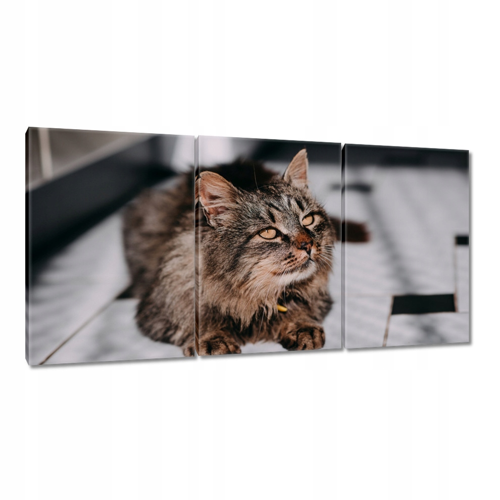 

Obrazy 120x60 Kot Kotek Kotki Kicia