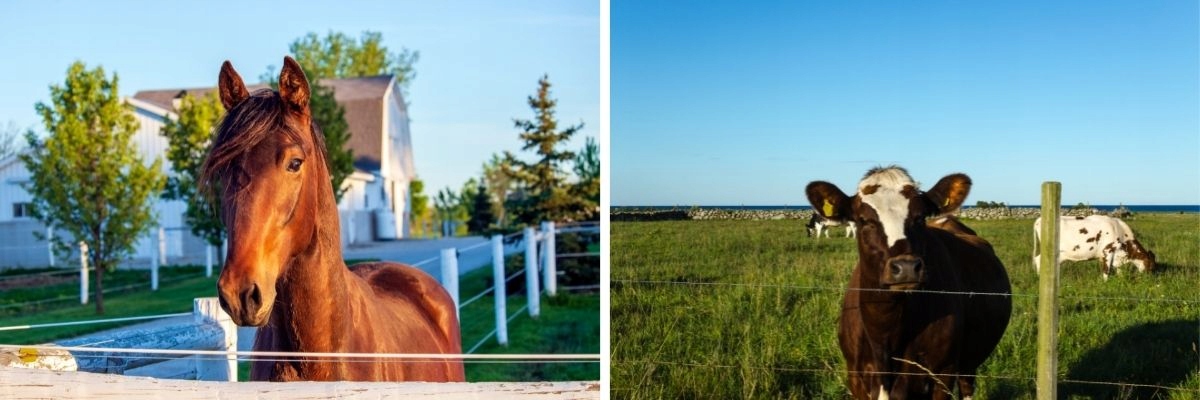 ZESTAW SOLARNY PASTUCH NA KONIE psy ELEKTRYZATOR TAŚMA 200m +panel+bateria EAN (GTIN) 5902288214825