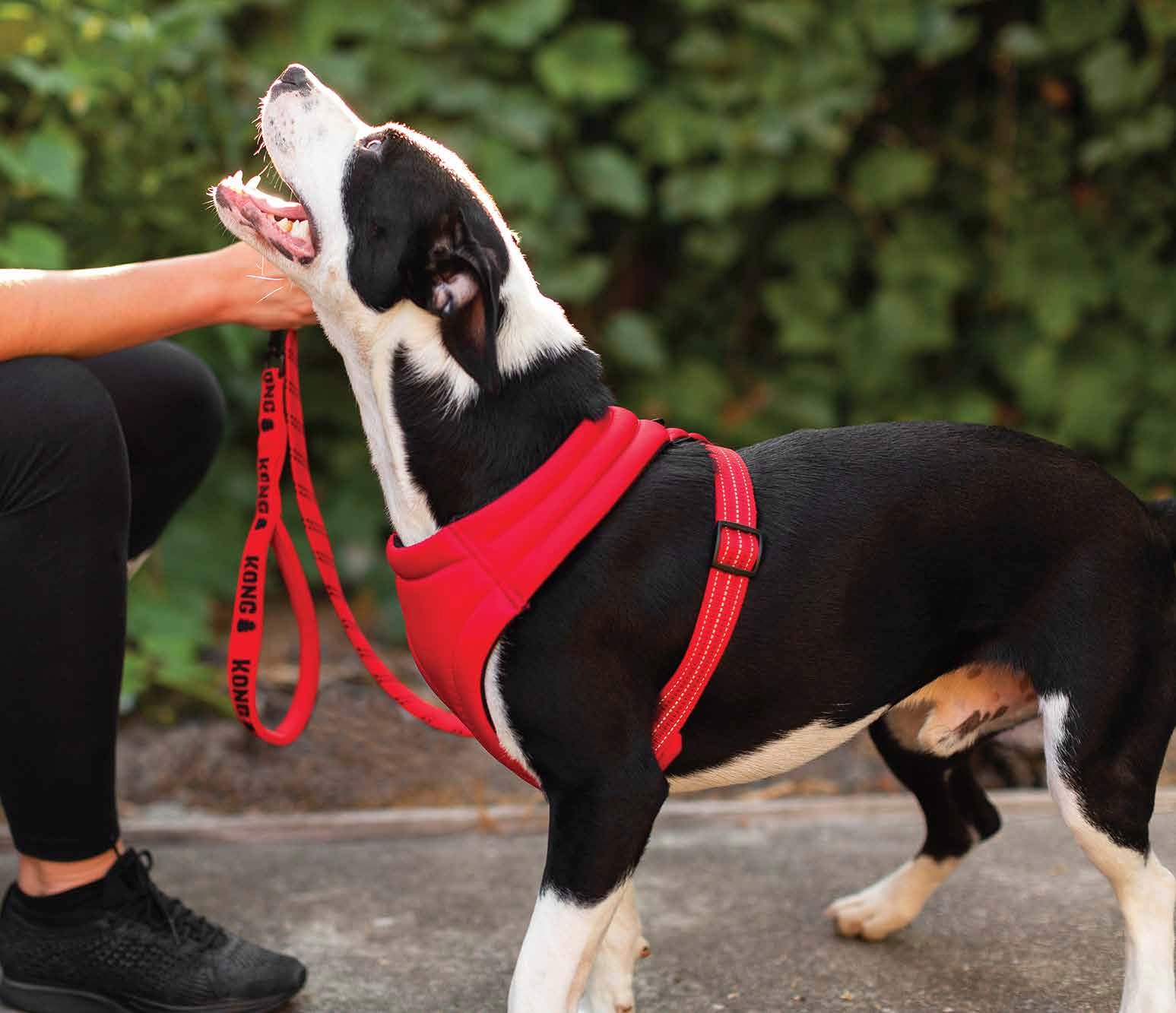 

Kong Comfort Szelki dla psa rozmiar S czerwone